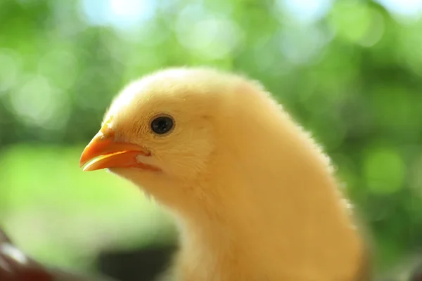 Niedliches kleines Küken — Stockfoto