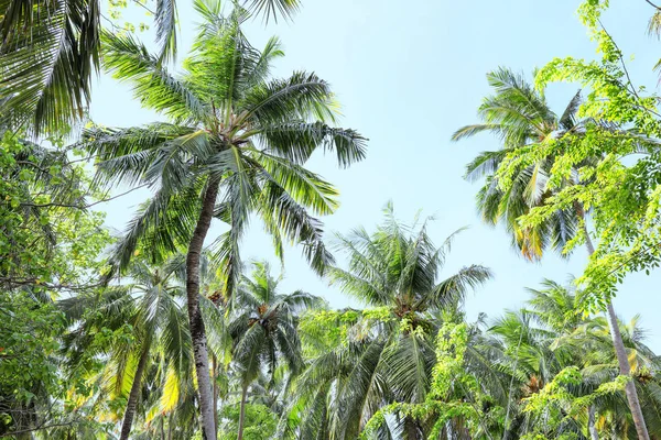 View of beautiful palms — Stock Photo, Image