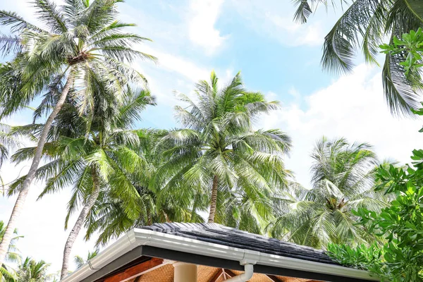 Vista de hermosas palmeras tropicales — Foto de Stock