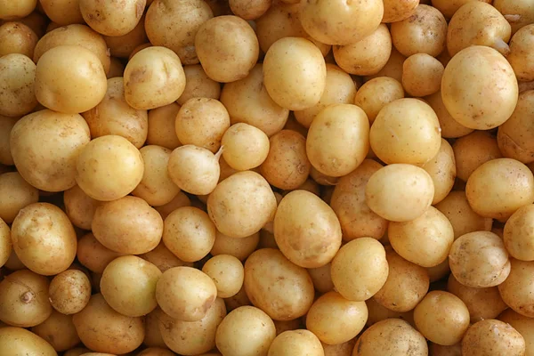 Rohe Bio-Kartoffel — Stockfoto