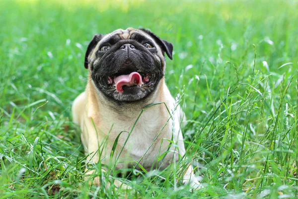 Cute dog  on grass — Stock Photo, Image