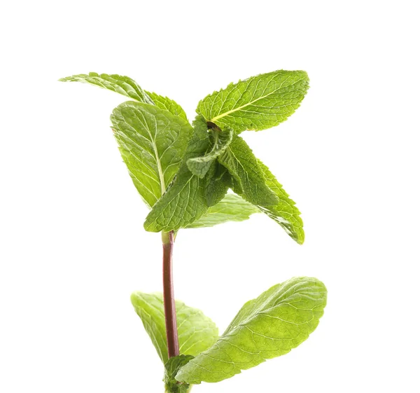 Fresh lemon balm — Stock Photo, Image