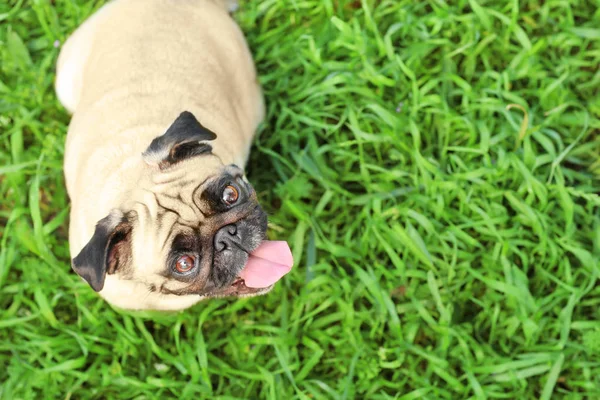 Ładny pies na trawie — Zdjęcie stockowe