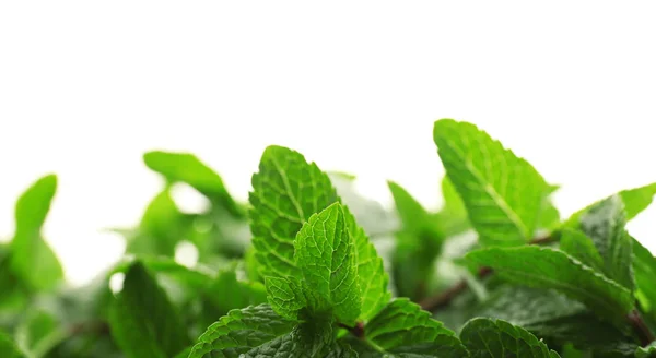 Fresh lemon balm leaves — Stock Photo, Image