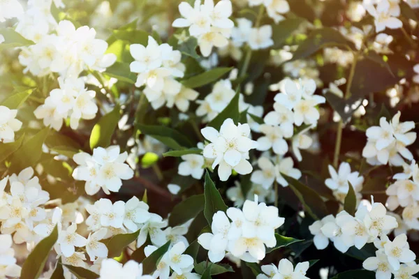 Beautiful jasmine flowers — Stock Photo, Image