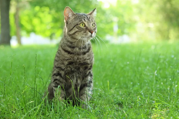 Carino gatto su erba verde — Foto Stock