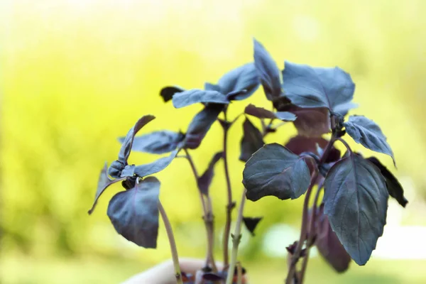 背景をぼかした写真の赤いバジルの植物 — ストック写真