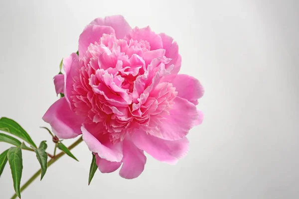 Bellissimo fiore di peonia — Foto Stock