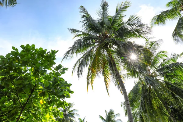 View of beautiful palms — Stock Photo, Image