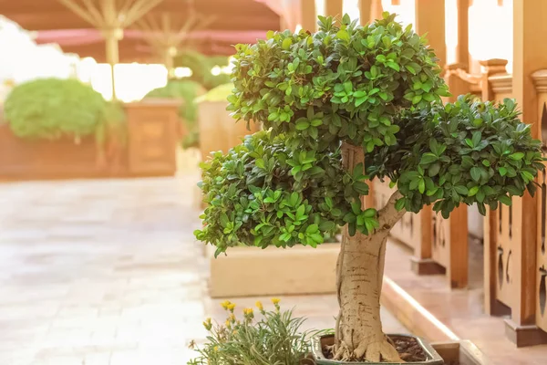 Ландшафтний дизайн з красивим бонсайським деревом — стокове фото