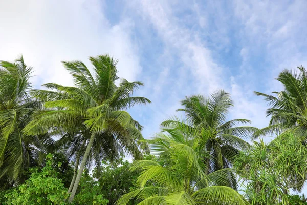 View of beautiful tropical palms — Stock Photo, Image
