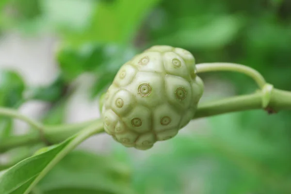 Pianta tropicale verde — Foto Stock