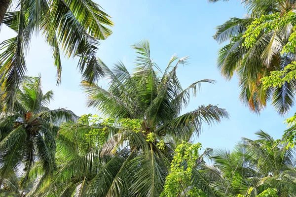 Vista de hermosas palmeras tropicales — Foto de Stock