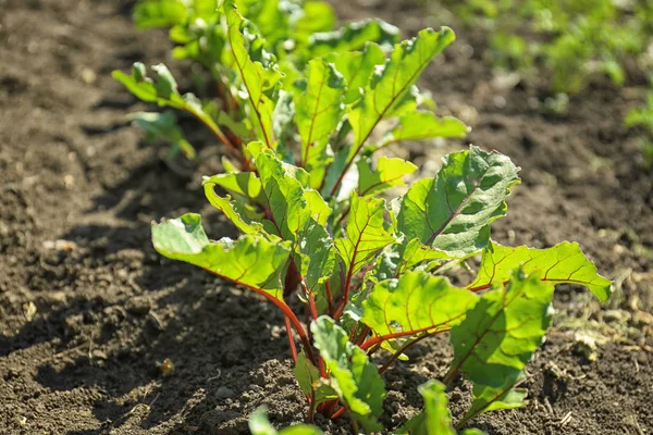 Young beet plants — Stock Photo, Image