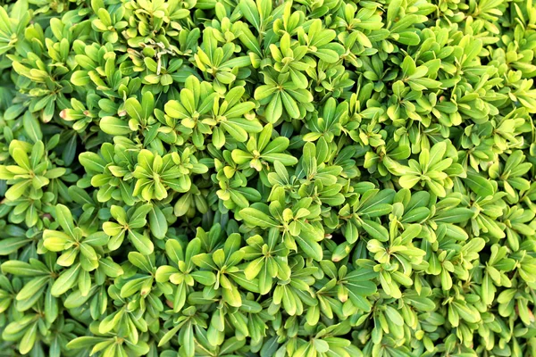 Arbusto tropical com folhas verdes — Fotografia de Stock