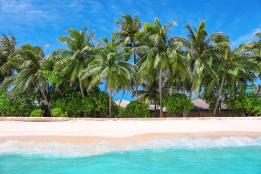 tropikal palmiye ağaçları ile kumlu plaj