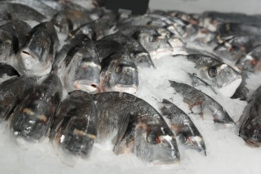 Süpermarkette taze balık