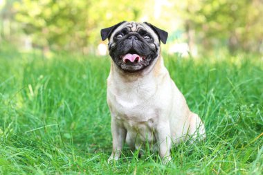 sevimli köpek çimlerin üzerine