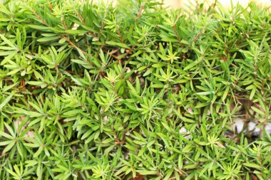 Tropikal bush yeşil yaprakları ile