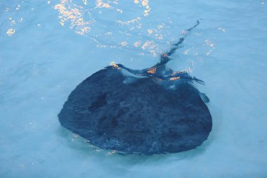 Egzotik ışın balık  