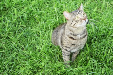 Yeşil çimenlikteki sevimli kedi