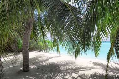 tropikal palmiye ağaçları ile kumlu plaj