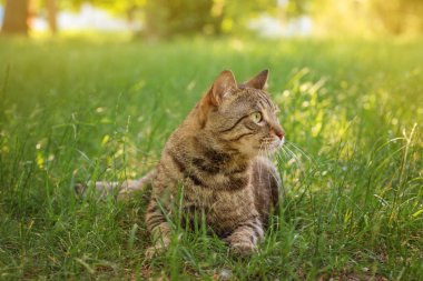 Yeşil çimenlikteki sevimli kedi