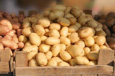Patates çeşitleri 