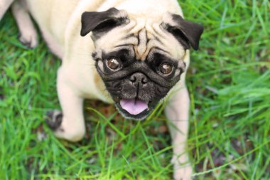 sevimli köpek çimlerin üzerine