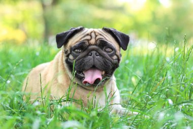 sevimli köpek çimlerin üzerine