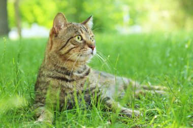 Yeşil çimenlikteki sevimli kedi