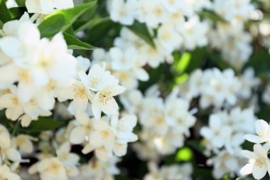 Güzel yasemin çiçekleri