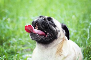 sevimli köpek çimlerin üzerine