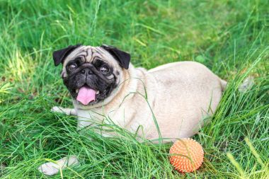 sevimli köpek çimlerin üzerine