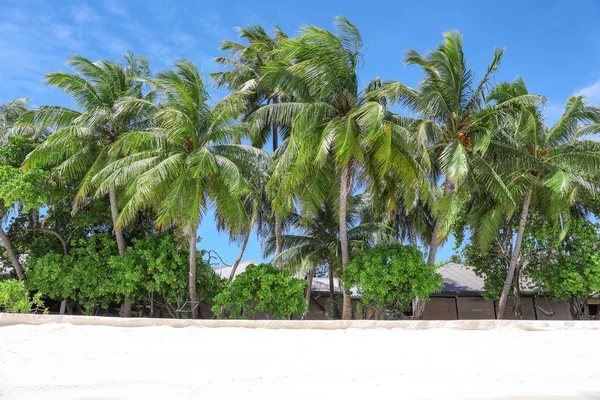 Playa de arena con palmeras tropicales —  Fotos de Stock