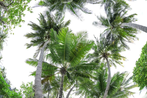 Вид на красивые тропические пальмы — стоковое фото