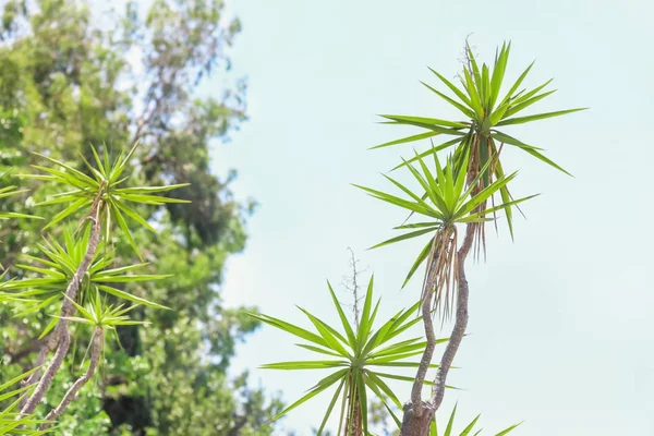 分支机构的热带植物与绿色的树叶 — 图库照片