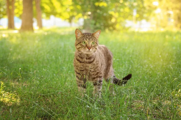 公園でかわいい猫 — ストック写真