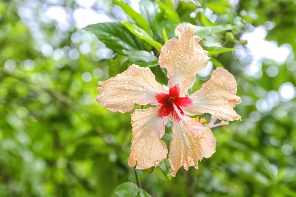 Hermosa flor tropical —  Fotos de Stock