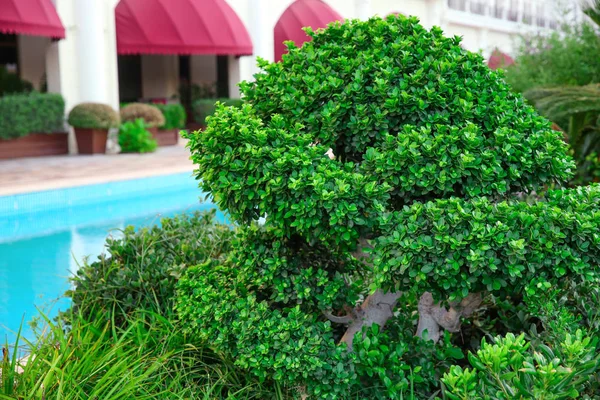 Hermoso árbol de Bonsai en el resort — Foto de Stock