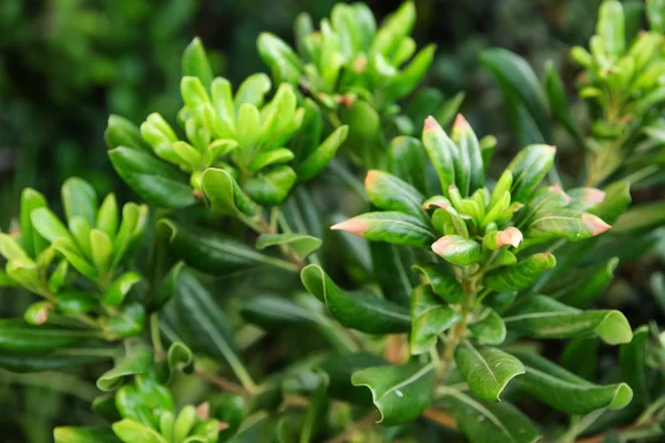 Arbusto tropical verde — Foto de Stock