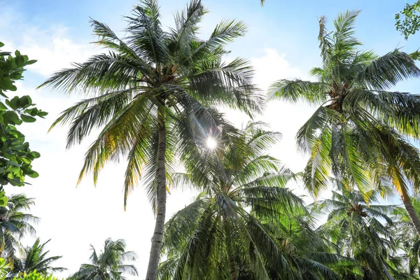 View of beautiful palms — Stock Photo, Image