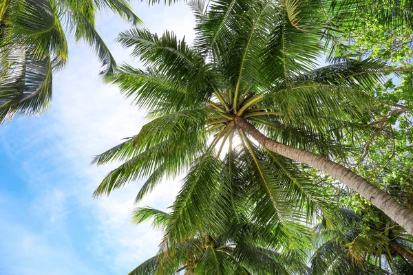 Vista de hermosas palmeras tropicales — Foto de Stock