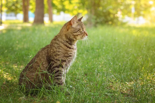 Cute cat on green grass — Stock Photo, Image