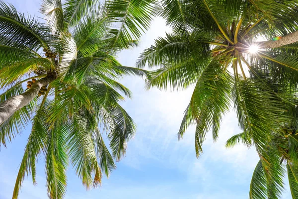 Vista de hermosas palmeras tropicales — Foto de Stock