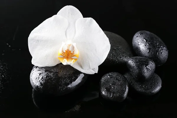 Красива біла орхідея з камінням — стокове фото
