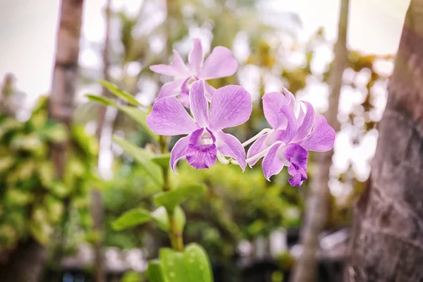 Ветвь красивой цветущей орхидеи — стоковое фото