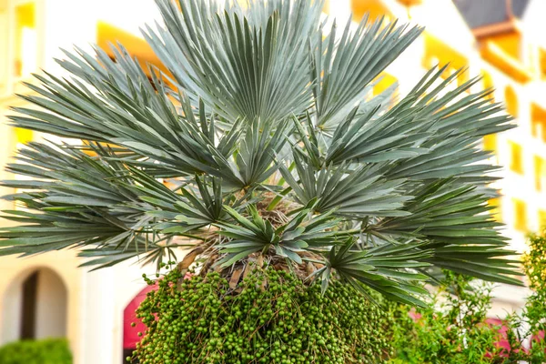 Tropikal küçük palmiye — Stok fotoğraf