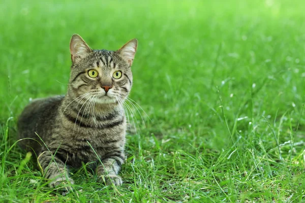 Милая кошка сидит на зеленой траве — стоковое фото