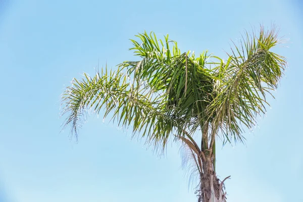 Vista de la hermosa palma tropical —  Fotos de Stock